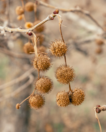 Plane tree fruits on the branches in early springの写真素材