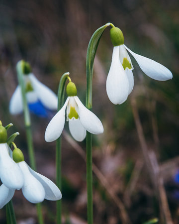 First spring snowdrops in the wild. Flowers of Galanthus in natureの写真素材
