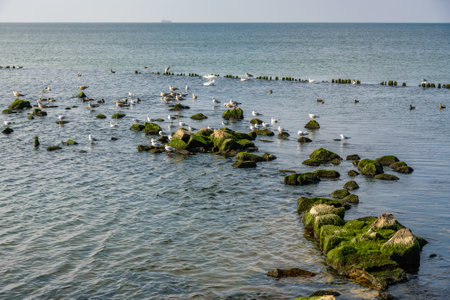 Seagulls sit on stones on Vistula Spit. Baltiysk. Kaliningrad region. Russia