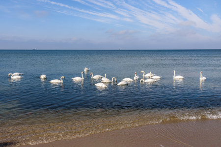 Flock of white swans in the calm water of the Baltic Sea at Vistula Spit. Baltiysk. Kaliningrad region. Russiaの写真素材