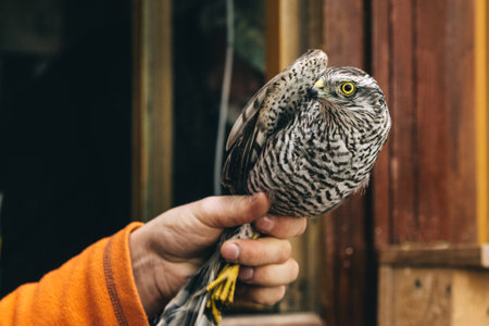 Eurasian sparrowhawk or Accipiter nisus in hand in Fringilla field ornithological station. in the Curonian Spit National Park. Kaliningrad region. Russiaの写真素材