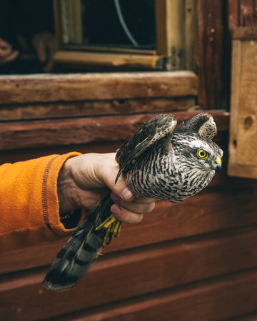 Eurasian sparrowhawk or Accipiter nisus in hand in Fringilla field ornithological station. in the Curonian Spit National Park. Kaliningrad region. Russiaの写真素材