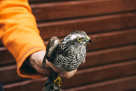 Eurasian sparrowhawk or Accipiter nisus in hand in Fringilla field ornithological station. in the Curonian Spit National Park. Kaliningrad region. Russiaの写真素材