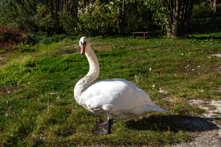 Swan on banks of Curonian Lagoon on Curonian Spit in village Lesnoy. Kaliningrad region. Russiaの写真素材