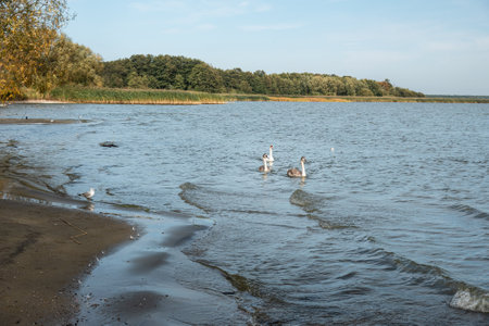 Swans in Curonian Lagoon on Curonian Spit in village Lesnoy. Kaliningrad region. Russiaの写真素材