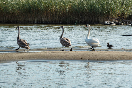 Swans on banks of Curonian Lagoon on Curonian Spit in village Lesnoy. Kaliningrad region. Russiaの写真素材