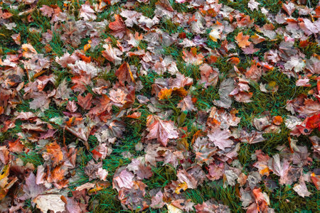Autumn maple leaves on grass. Backgroundsの写真素材