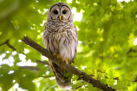 North American Barred owl in the forest showing confidence and power.  perched in a tree with a slightly blurred background.の写真素材