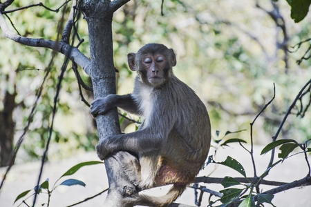 monkey on the tree sitting in branchの写真素材