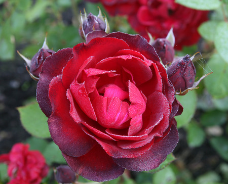 The family of dark red roses in drops of dewの写真素材
