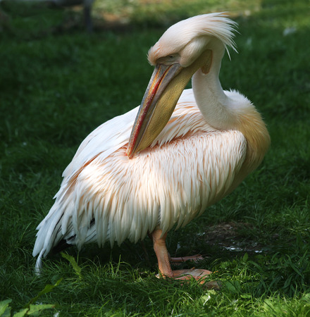 Pelican. Pelican pink in Prague zooの写真素材