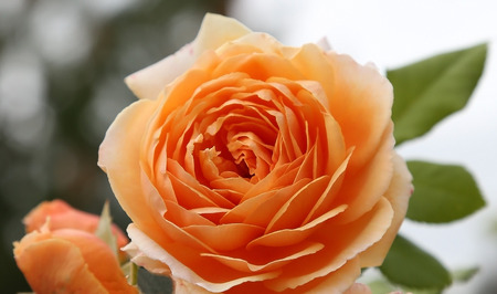 The blooming orange english rose on background greenの写真素材