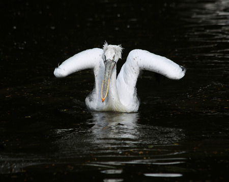 Dalmatian Pelican with half-closed wings floating in the dark waterの写真素材