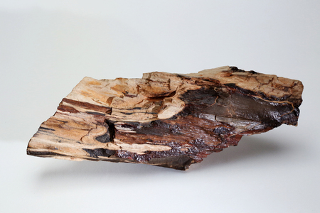 A piece of a petrified tree on a gray backgroundの写真素材
