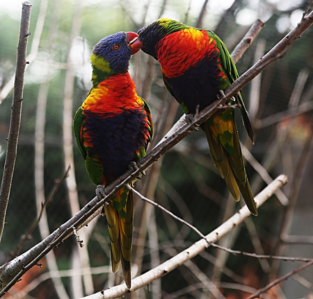A pair of kissing rainbow loriket on a tree branchの写真素材