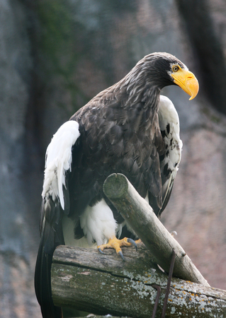 Steller's sea eagle in full growth sits on logs in the zooの写真素材