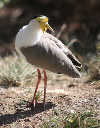 Masked lapwing standing on the ground