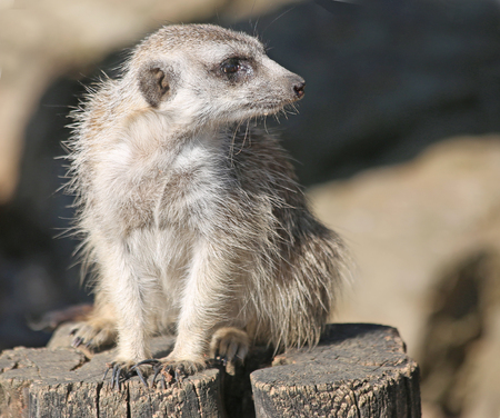 Meerkat sits on a stumpの写真素材