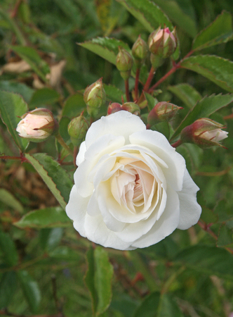 Unblown buds beauty in natureの写真素材