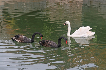 Swan Lake. One white swan and two black swans swimming on the lake.の写真素材