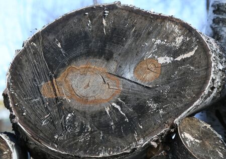 Old sawn tree with traces of rot on the endの写真素材