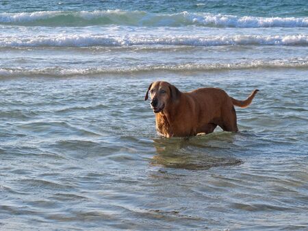 A big brown dog stands breast deep in the seaの写真素材