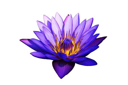 A blooming purple water lily flower. Isolate on a white background.の写真素材
