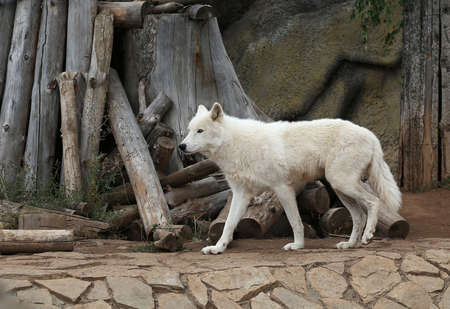 Full-length adult arctic wolf at the zoo
