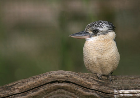 A male blue-winged kookaburra sitting on big branch.の写真素材