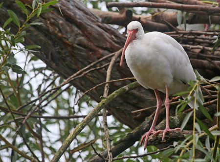 The American white ibis (Eudocimus albus) sitting on a tree branch.の写真素材
