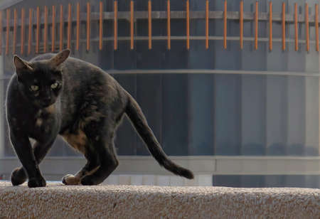 Full-length dark homeless cat on a gray gradient background.の写真素材