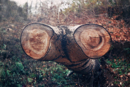 A sawn tree trunk looks like a fantastic two-headed creatureの写真素材