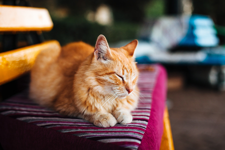 Ginger cat lying on striped cushion on bench in the parkの写真素材