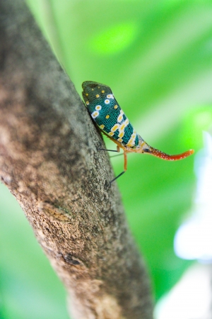 lantern Fly