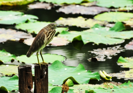 Bird waits to catch fish in the pond