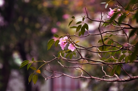 Pink blossomed flowers in parkの写真素材