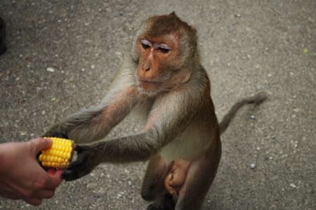 Feed the hungry monkey with cornの写真素材