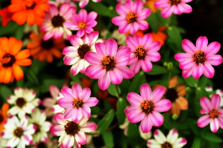 close-up colourful flowers on dark backgroundの写真素材