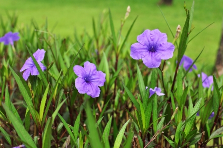 Ruellia tuberosa flower bloomingの写真素材