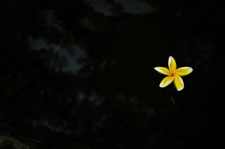 white-yellow plumeria on the dark backgroundの写真素材