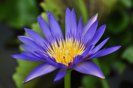 close-up blue water lily in the pondの写真素材