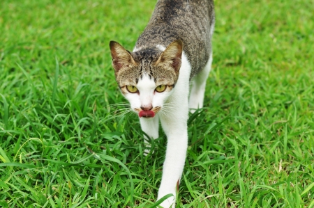 close-up grey catの写真素材