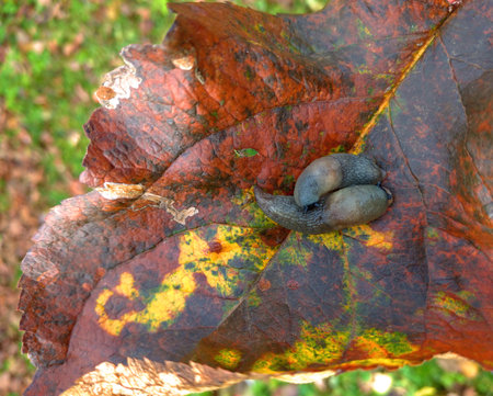 Slugs on the leaves in the garden. Pest control. Gardening.の写真素材