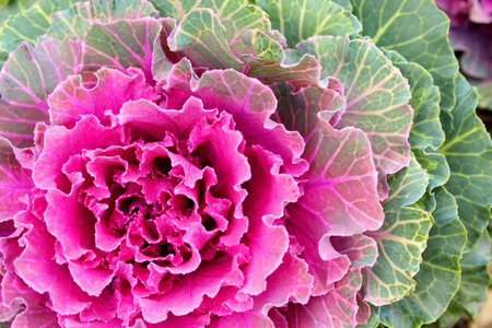 Ornamental cabbage. Rose garden. Kale. Leaves close-up.の写真素材