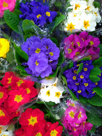 Multicolor primula flowers. Flowerscape flat lay. Flower shop.の写真素材