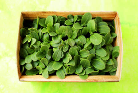 Organic food. Small sprouts of borage with small leaves in a box.の写真素材