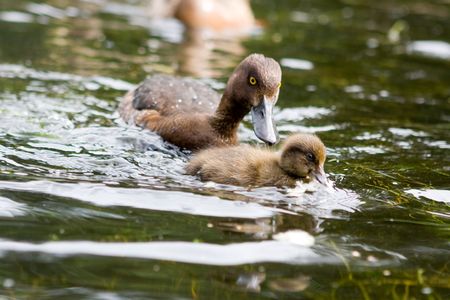 Duck with duckling floating on the riverの写真素材