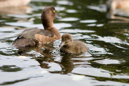 Duckling floating on the riverの写真素材
