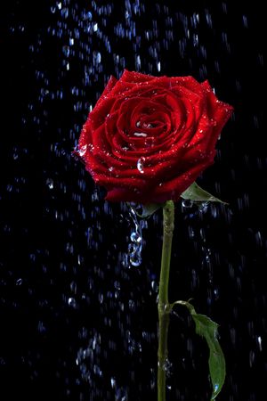 Picture of a rose in the dew drops on a black backgroundの写真素材