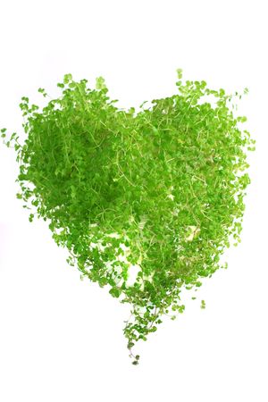 Picture of an herb in the form of heartの写真素材